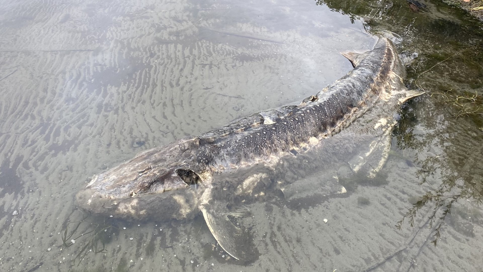 Giant White Sturgeon Found Along Lake Washington Shore Ktvb