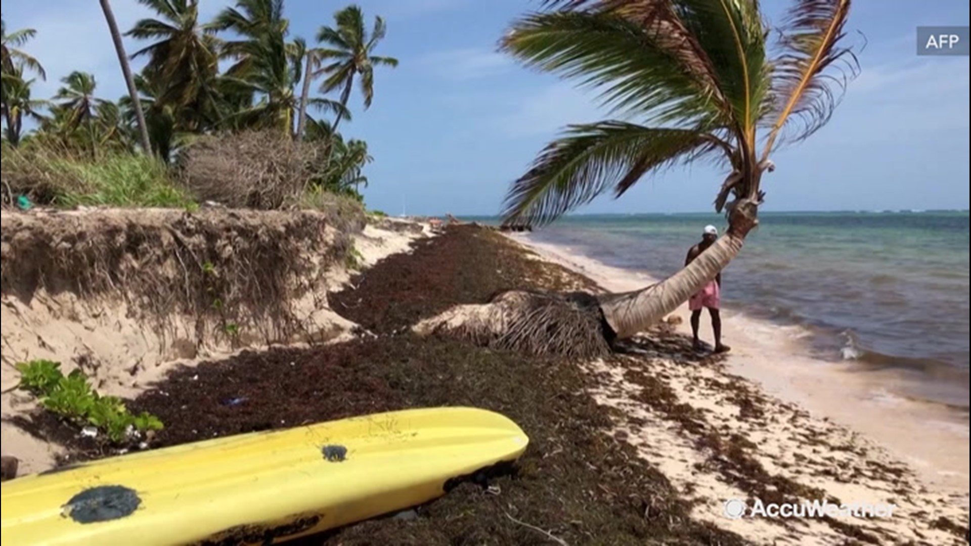 The beaches of Punta Cana, a popular tourist destination in the Dominican Republic, are covered in seaweed. While crews work to clean the beaches, the seaweed continues to roll in and experts say it may stay this way until deforestation of the Amazon rainforest stops in South America.