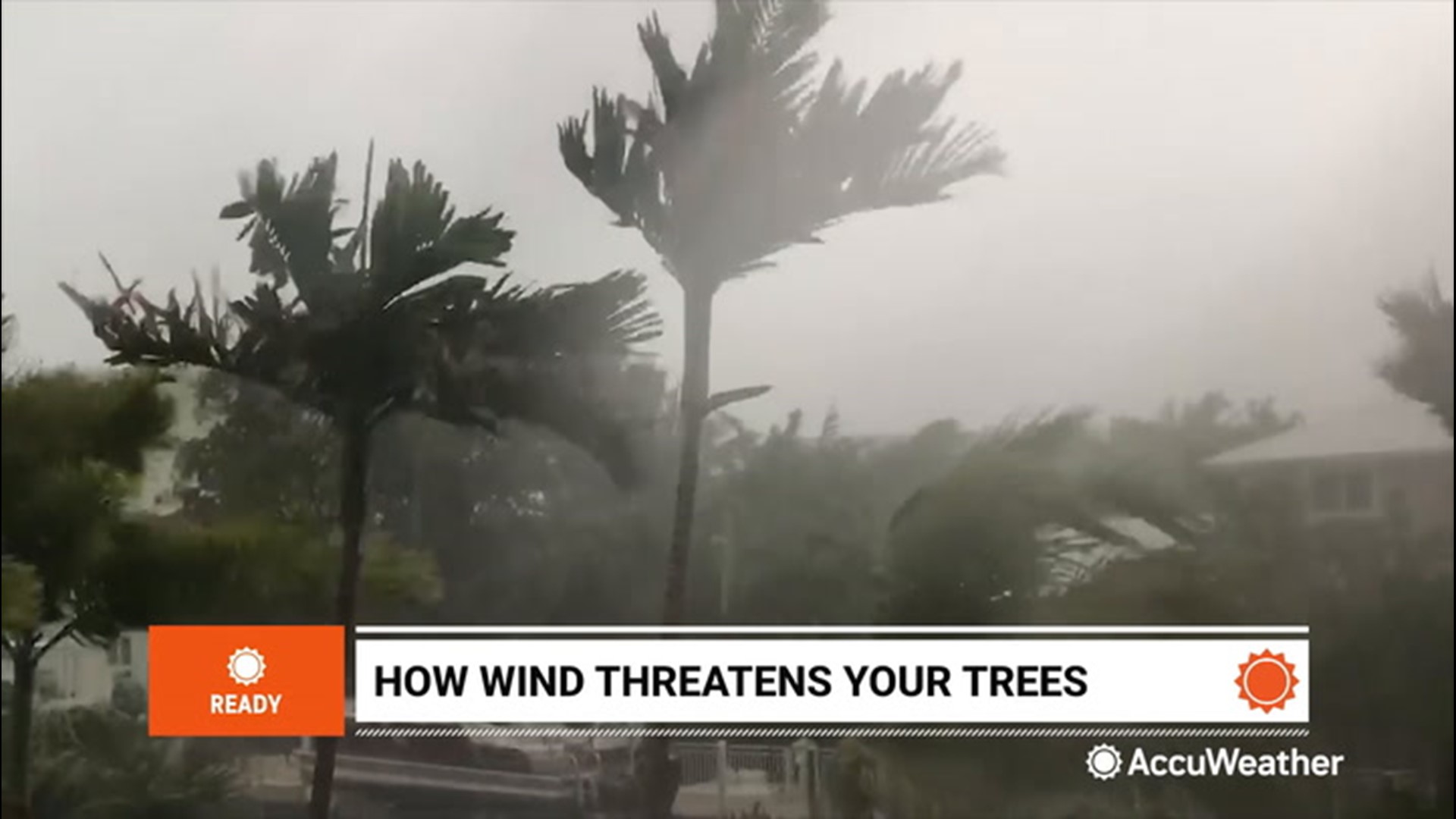 When high-speed winds knock over your trees, an unlikely factor may be to blame.
