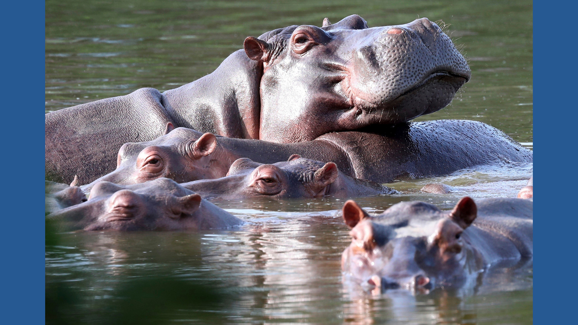 Colombia approves plan to cull dozens of wild hippos | ktvb.com