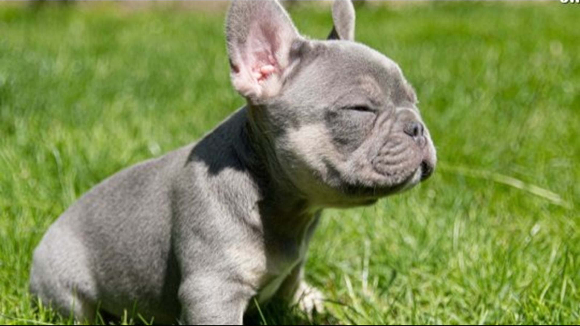 french bulldog puppies idaho