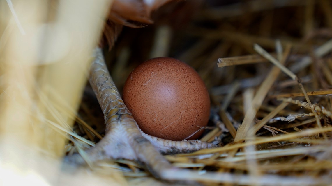Bird flu continues to impact industry as 1.35M chickens are killed ...