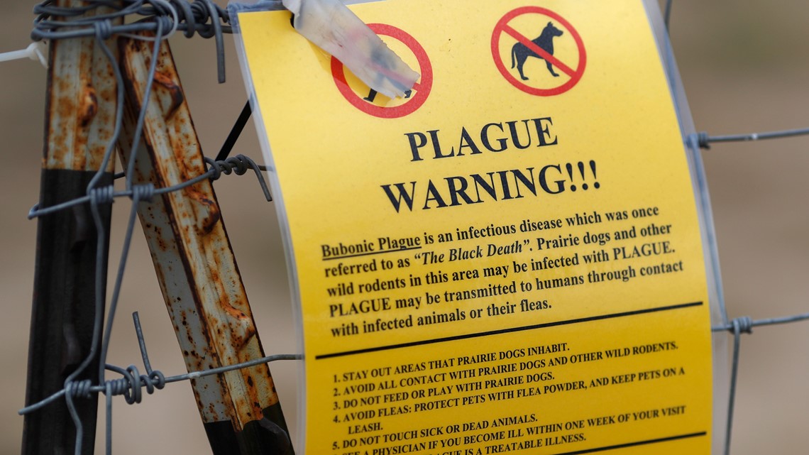 VERIFY Bubonic plague cases happen every year