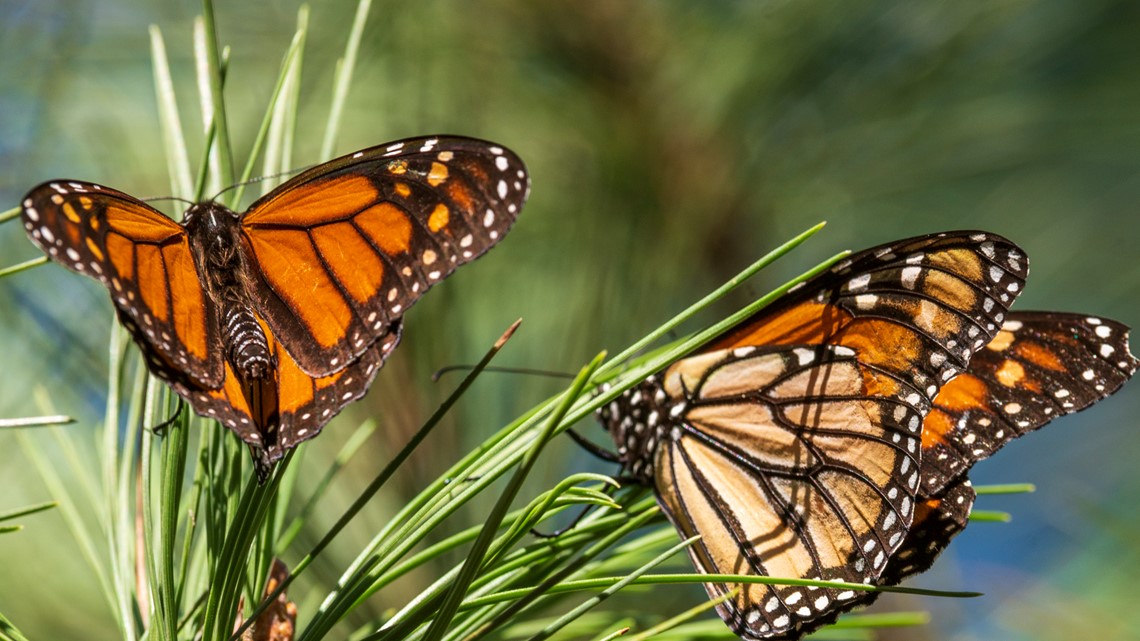 How to help monarch butterflies: Planting milkweed, wildflowers - Vimarsana News