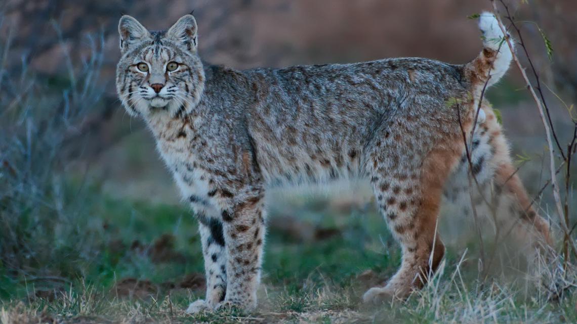 German Shepherd kills bobcat believed to have attacked multiple people ...