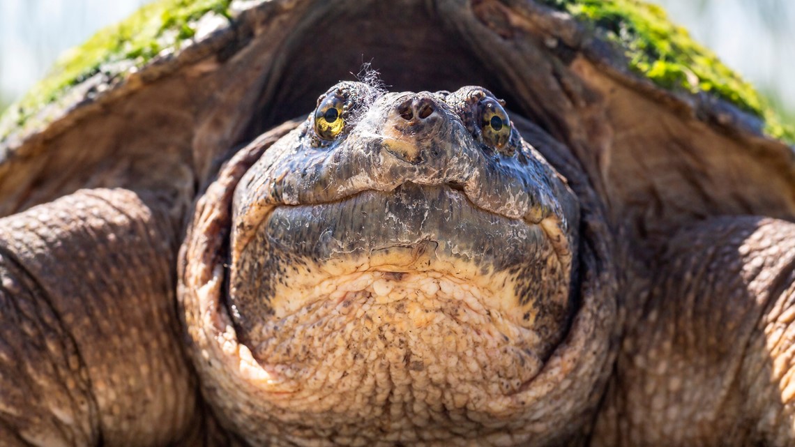 Chicago River Snapping Turtle: Kayaker encounter goes viral | ktvb.com