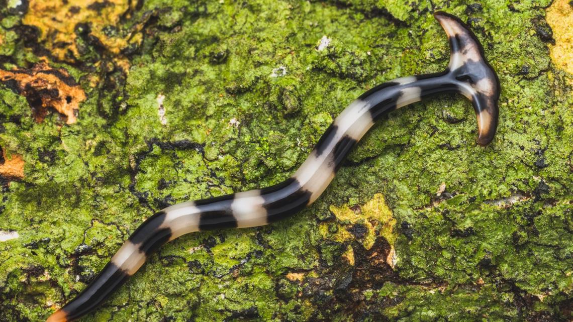 What are hammerhead worms and are they dangerous? | ktvb.com