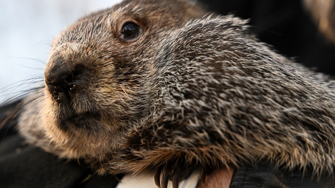 When is groundhog day? | ktvb.com - Vimarsana News