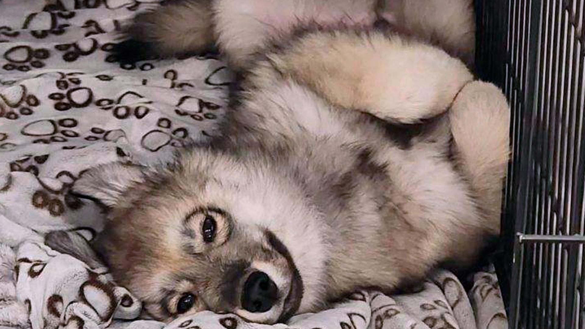 Pet dog mistaken for a coyote shot and killed by officer | ktvb.com