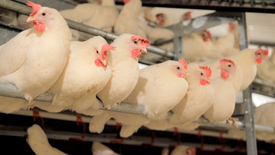 Cage-free eggs becoming the norm across US - Vimarsana News