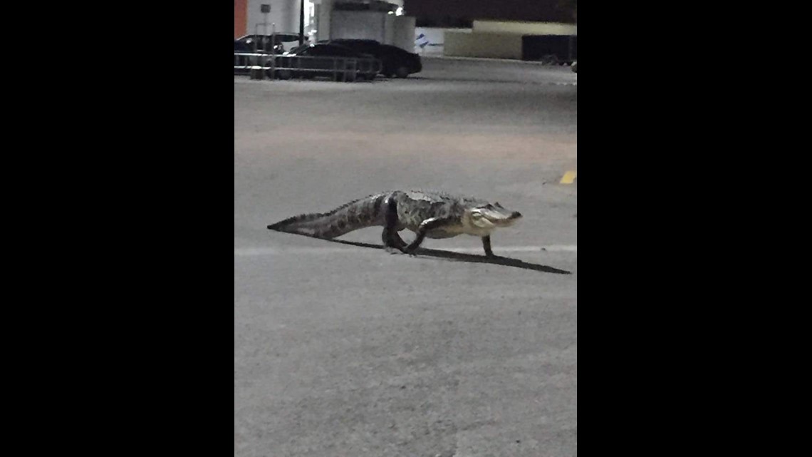Watch: Shopper finds 8-foot alligator on Walmart parking lot ...