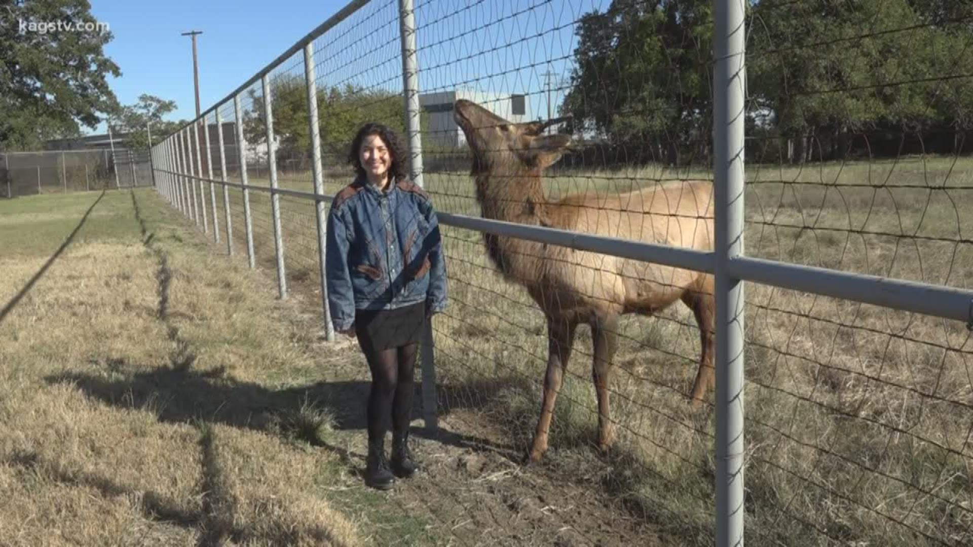 Elliott is planting his hooves at A&M's Wildlife Center to be raised in captivity for veterinary students to study his species.