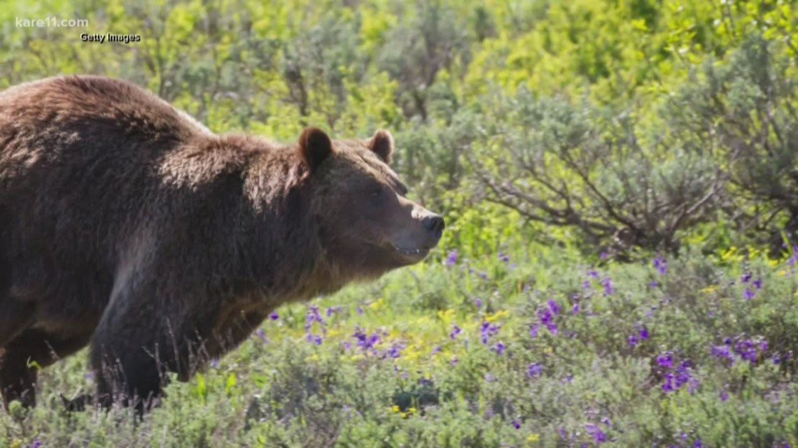 First Grizzly Bear Sighting This Year In Yellowstone | Ktvb.com