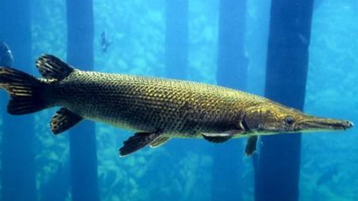 Man reels in world-record Alligator Gar on East Texas lake - Vimarsana News