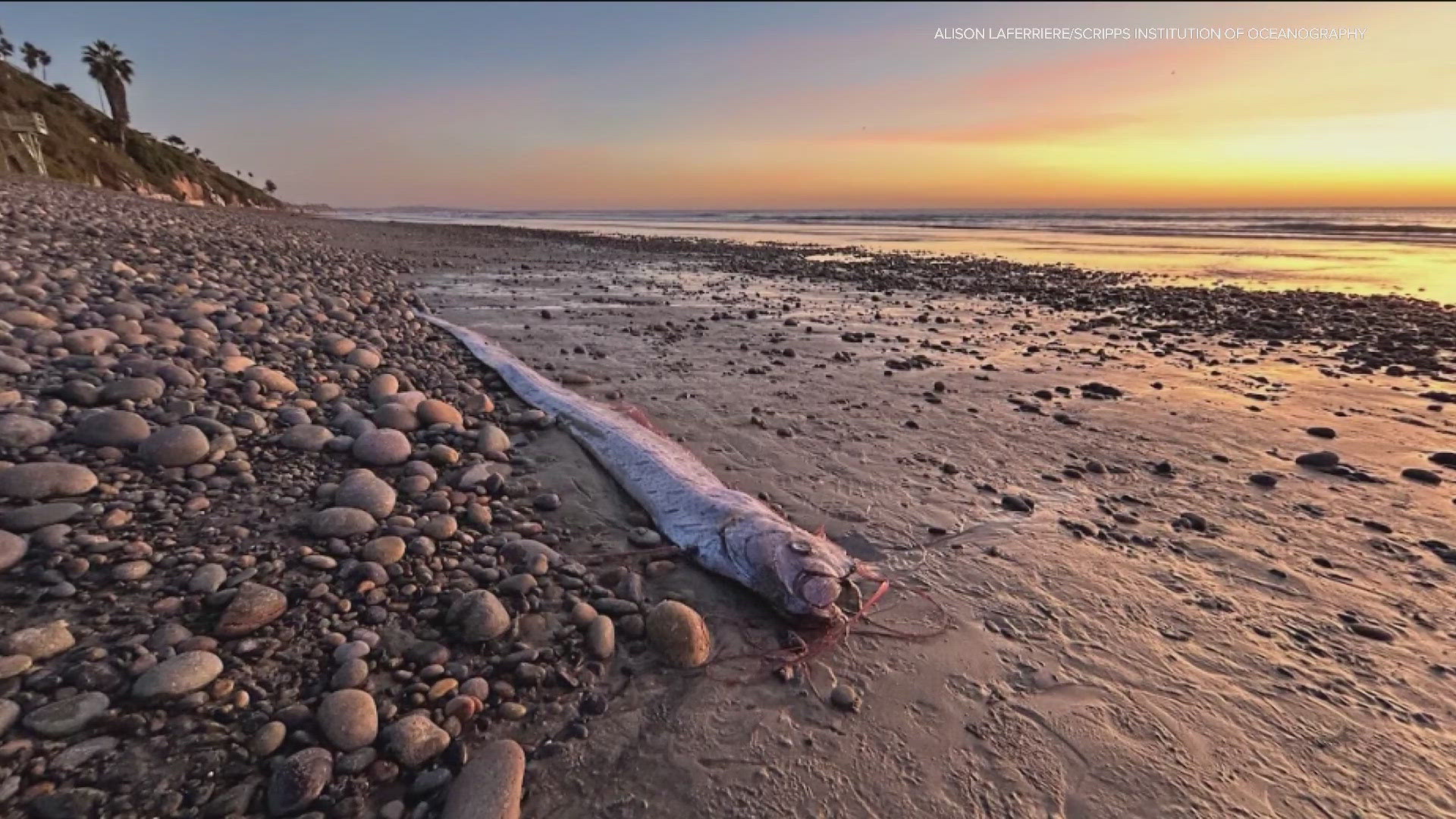 The 9.5-foot oarfish was discovered on Nov. 6, marking the second such occurrence in San Diego County this year.