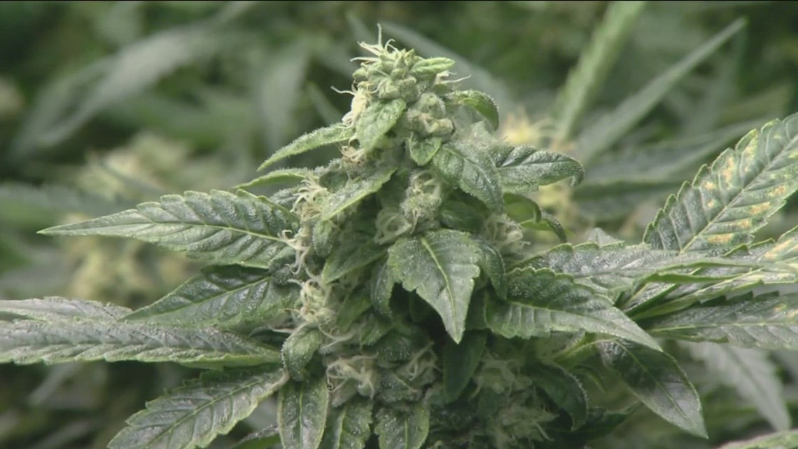 Can you get fired from a job for smoking weed in California? - Vimarsana News