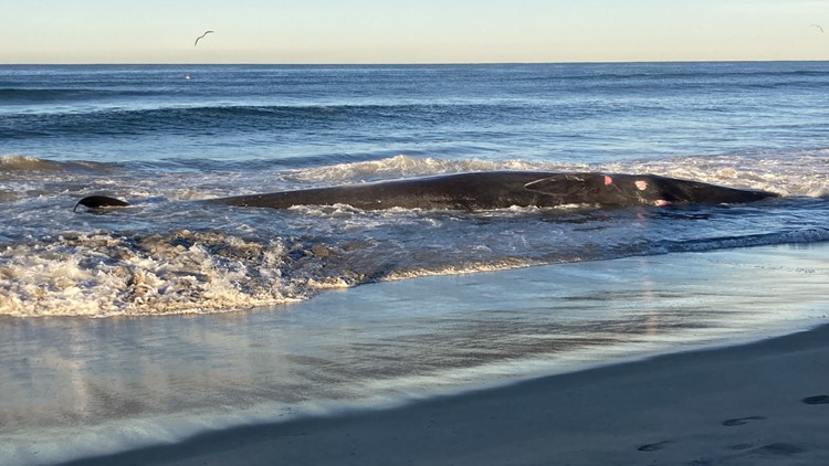 Dead Whale Washed Up In Pacific Beach | Ktvb.com