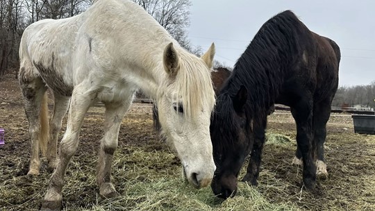 Utah rider calls horseback journey 'The Year of the Mustang' | ktvb.com