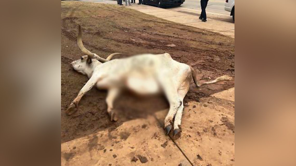 Dead longhorn found in front of Oklahoma State frat: Police - Vimarsana News