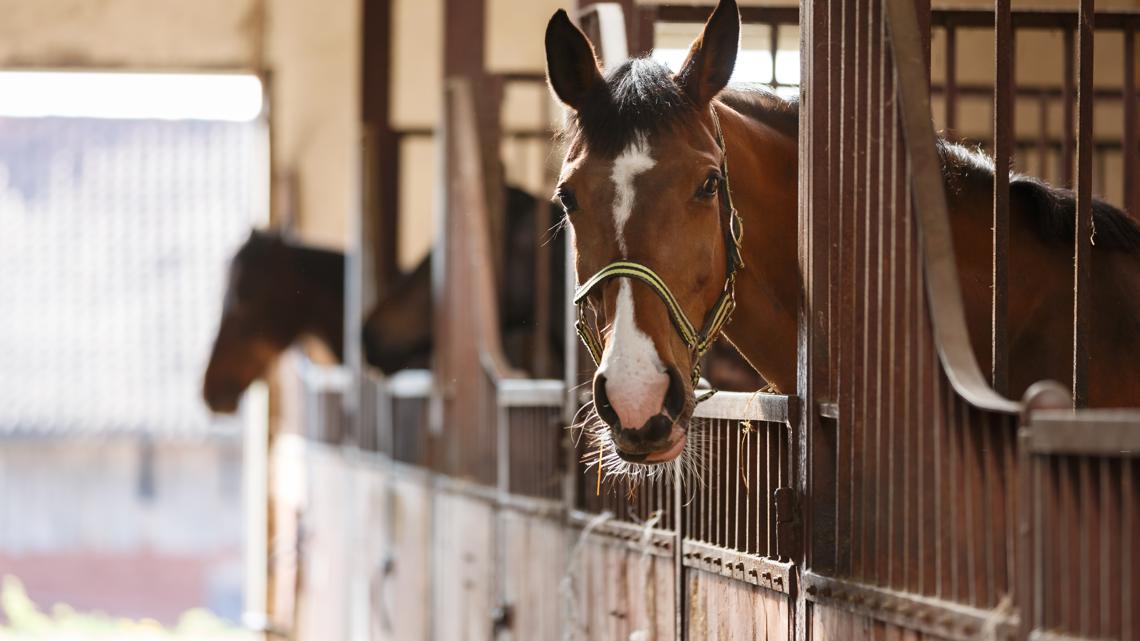 ISDA, state vet discourage horse travel amidst equine disease outbreak