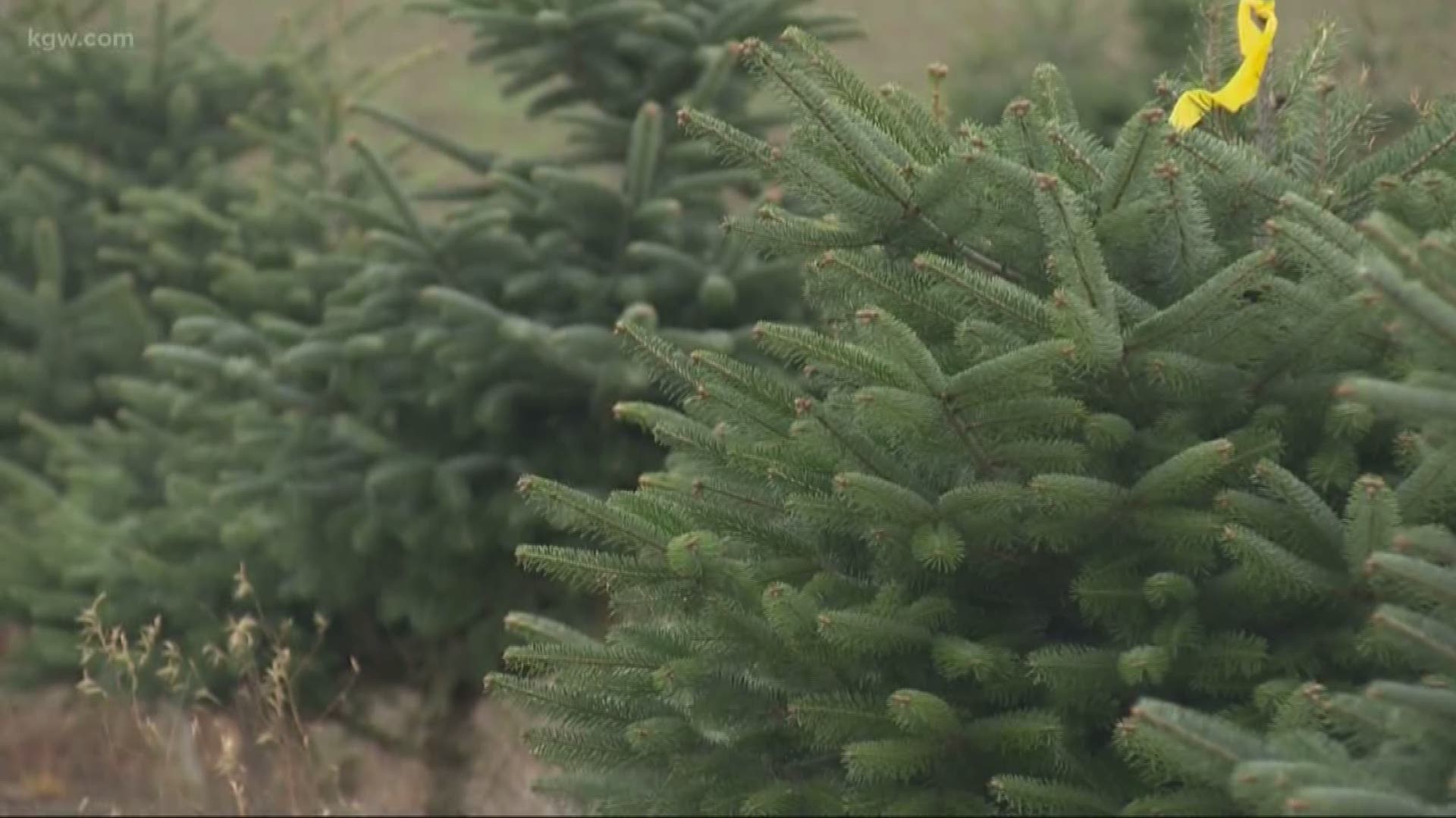 A Christmas tree shortage? What’s behind it, and what it means for the price of trees this year.