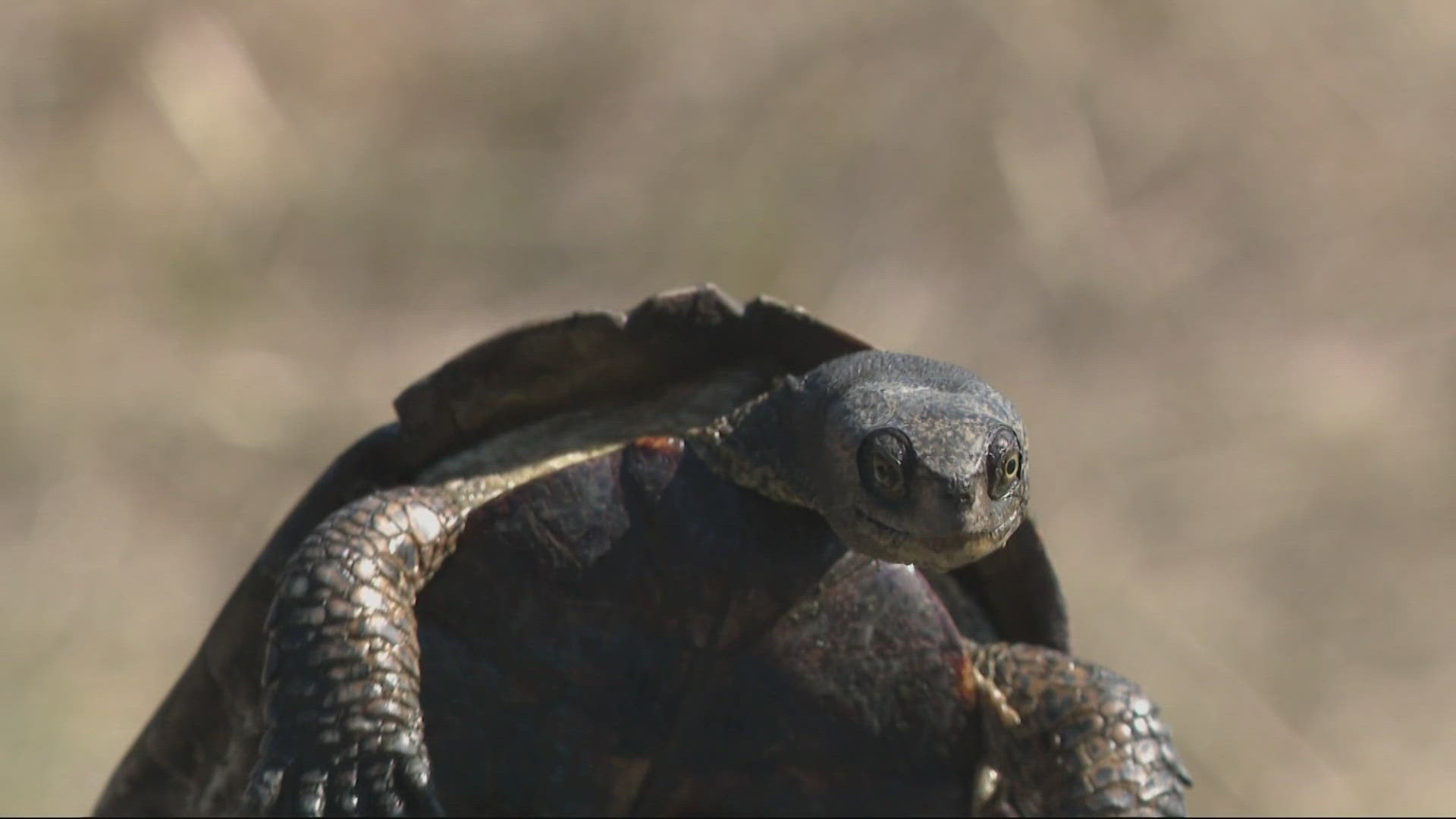 Wildlife conservation biologists are trying to keep the native 'priority' species from becoming threatened or endangered, in an Oregon that is worth protecting.
