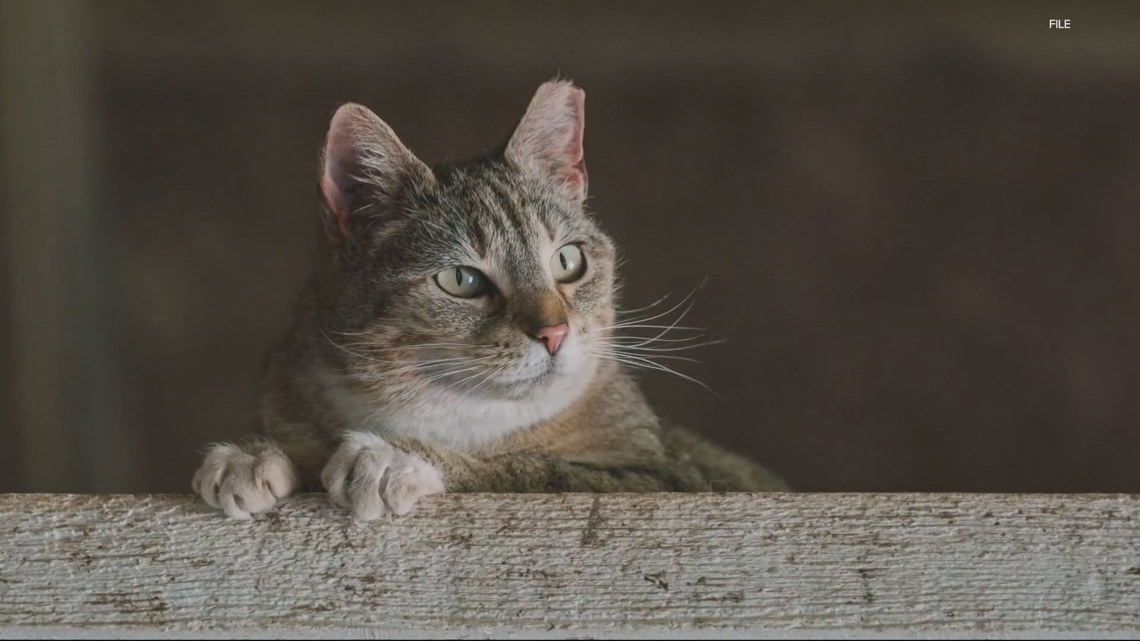 Another cat dies from bird flu in Oregon