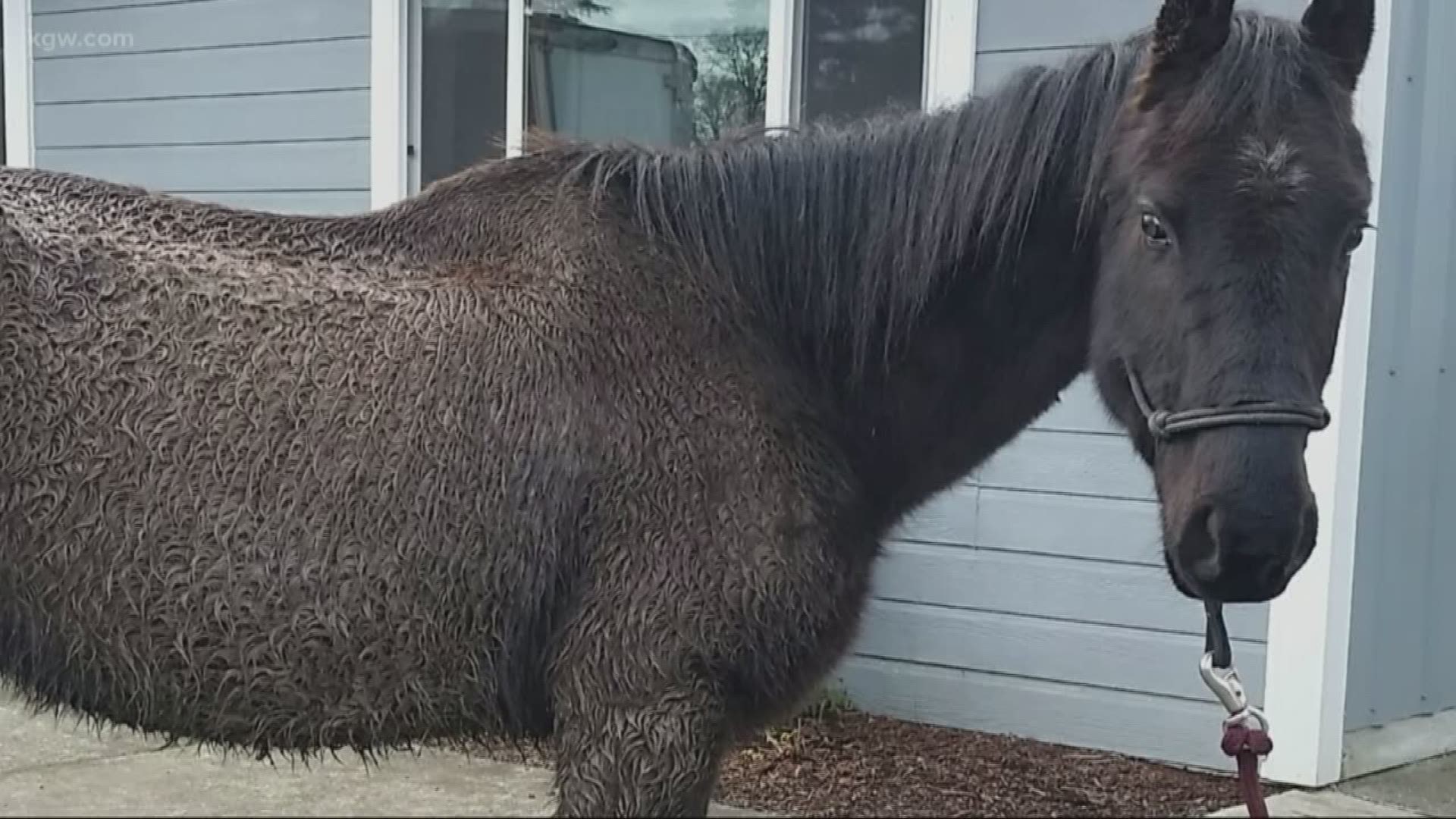 Can 'Justice' the horse gain court standing and sue for neglect?