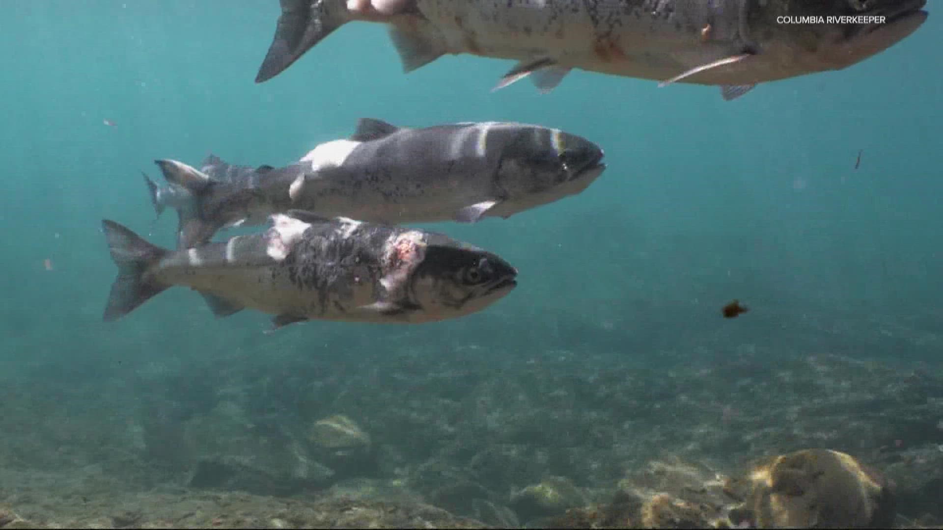 Starting this spring, dams must limit hot water pollution caused by the Lower Snake River Dams. Those in favor of the change said it's a step to help salmon survive.