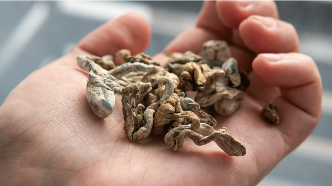 Over 100 Oregon Cities Projected To Pass Psilocybin Bans | Ktvb.com