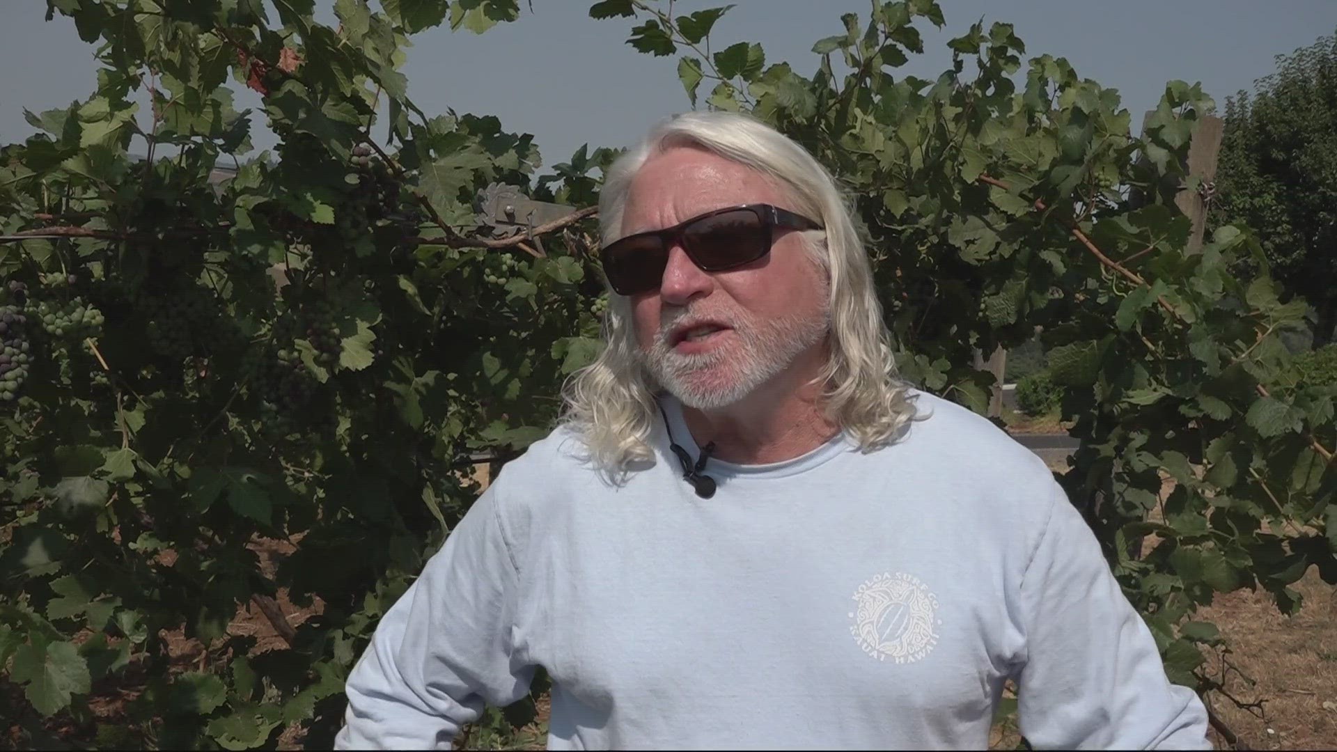 Employees from Willamette Valley Vineyards are implementing various techniques in an effort to keep their fruits safe.