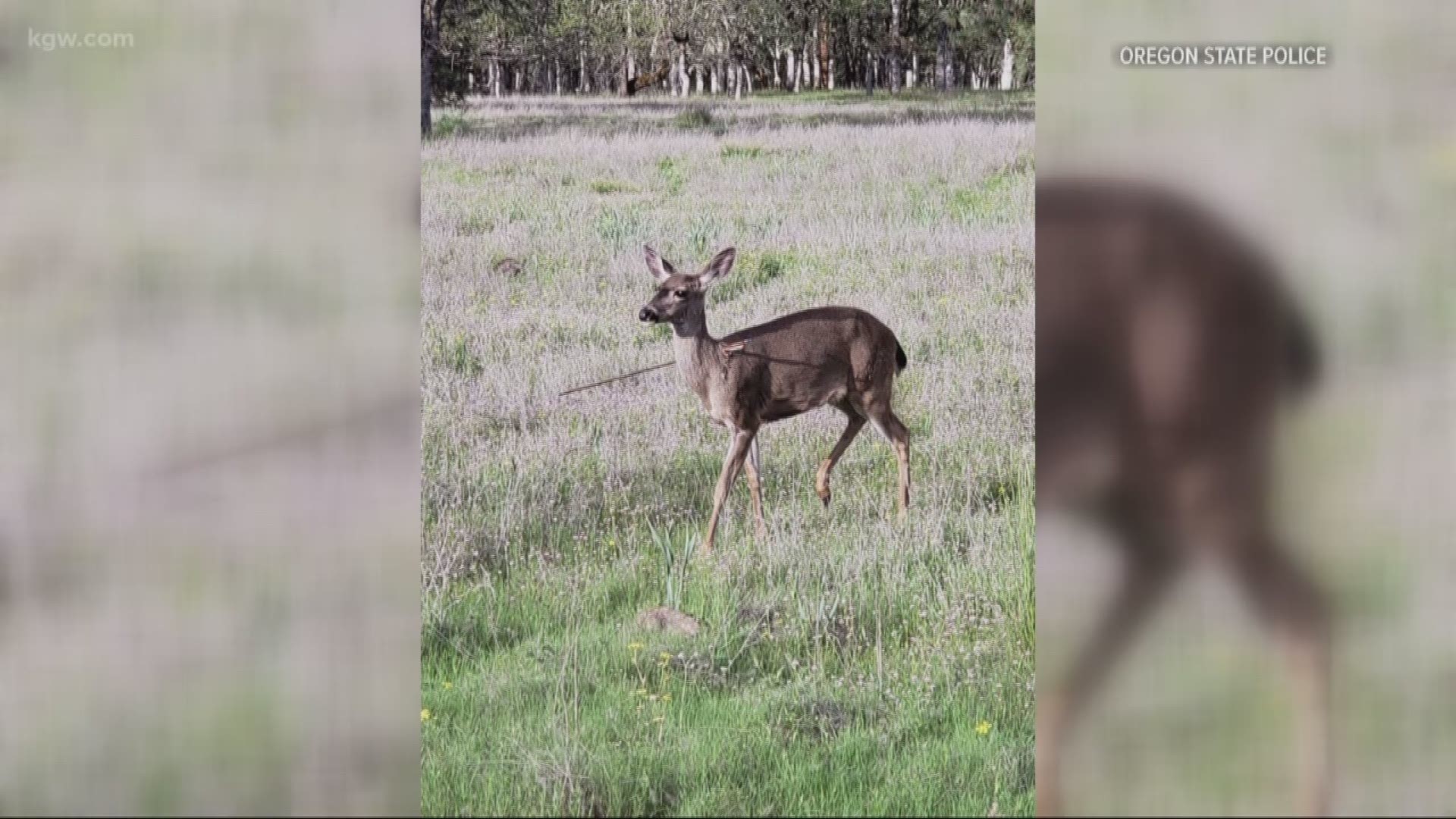 Southern Oregon officials are trying to find the person responsible for shooting a pair of deer with arrows.