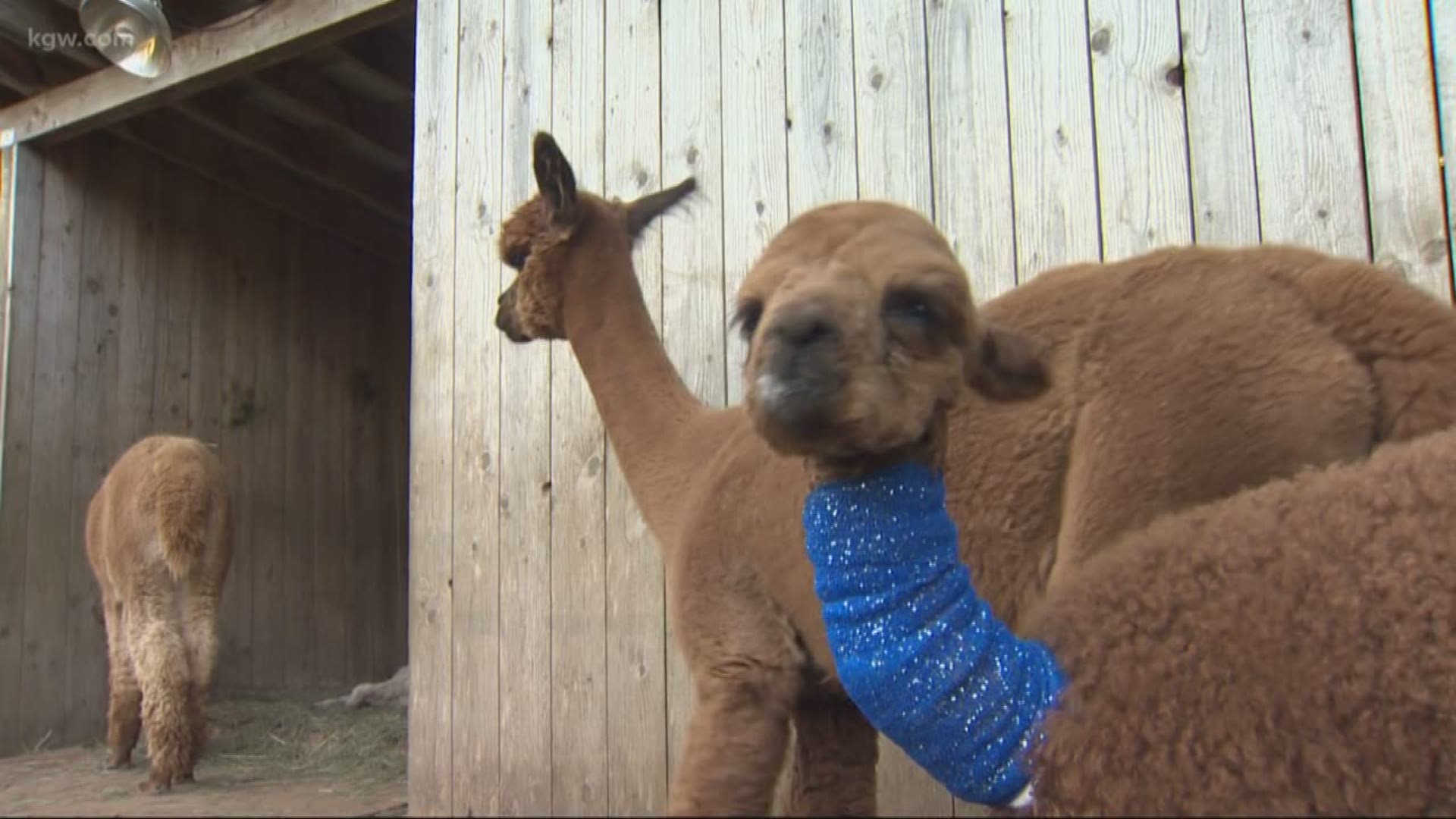 Sisters welcome new baby alpaca to herd, Local News