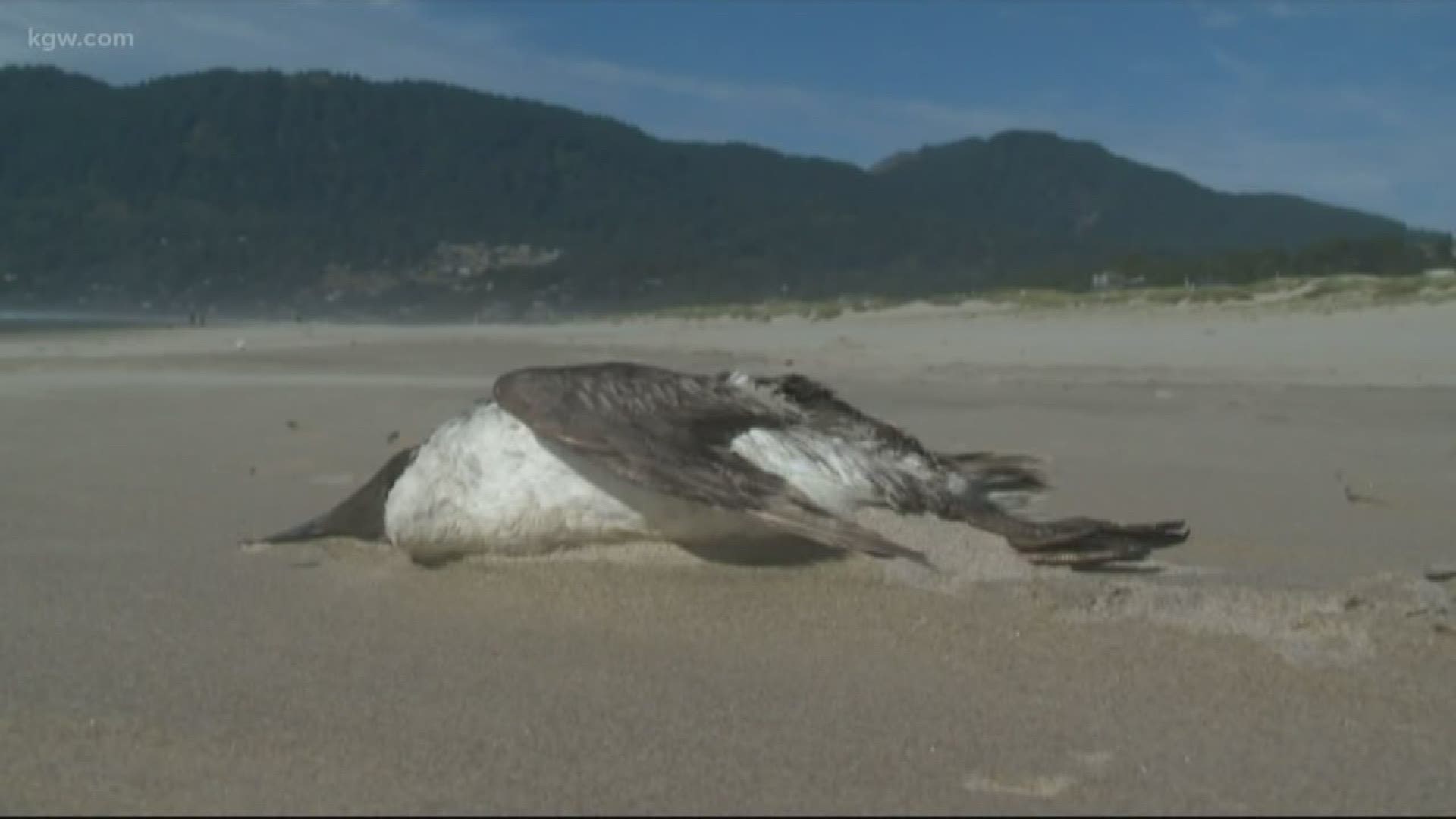 Researchers have linked a massive die-off of seabirds along the West Coast in 2015 and 2016 back to an ocean phenomenon called "the blob."