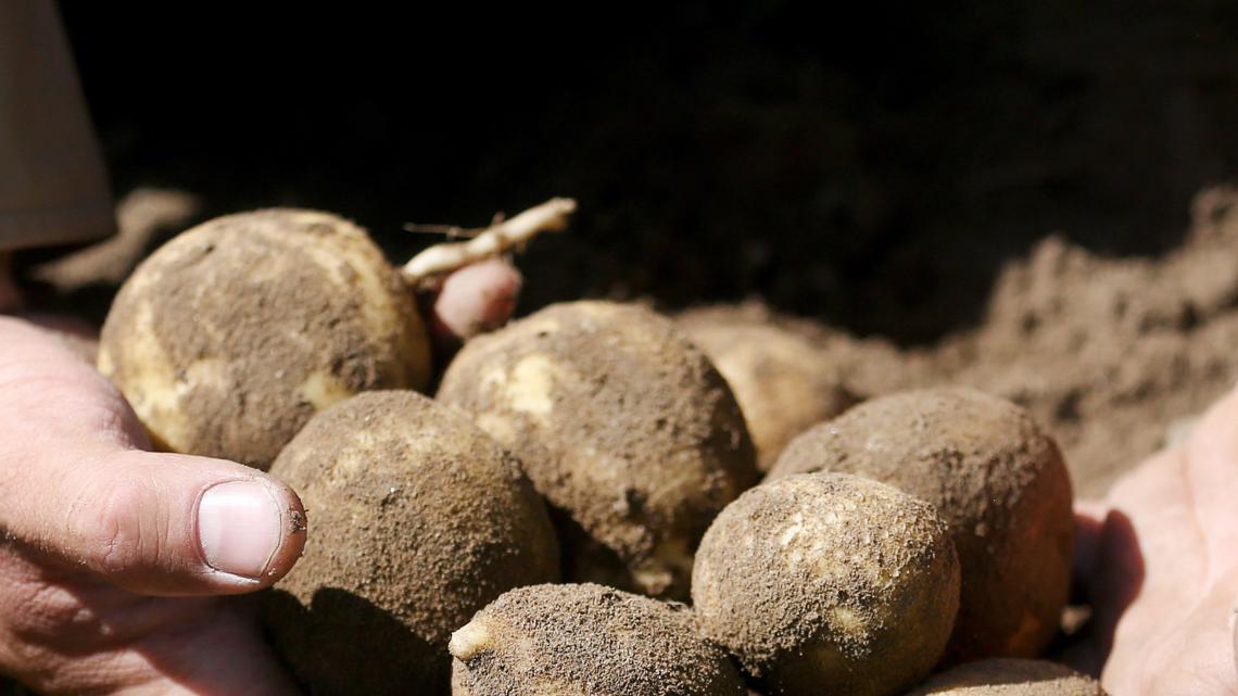 What's a potato? | ktvb.com - Vimarsana News