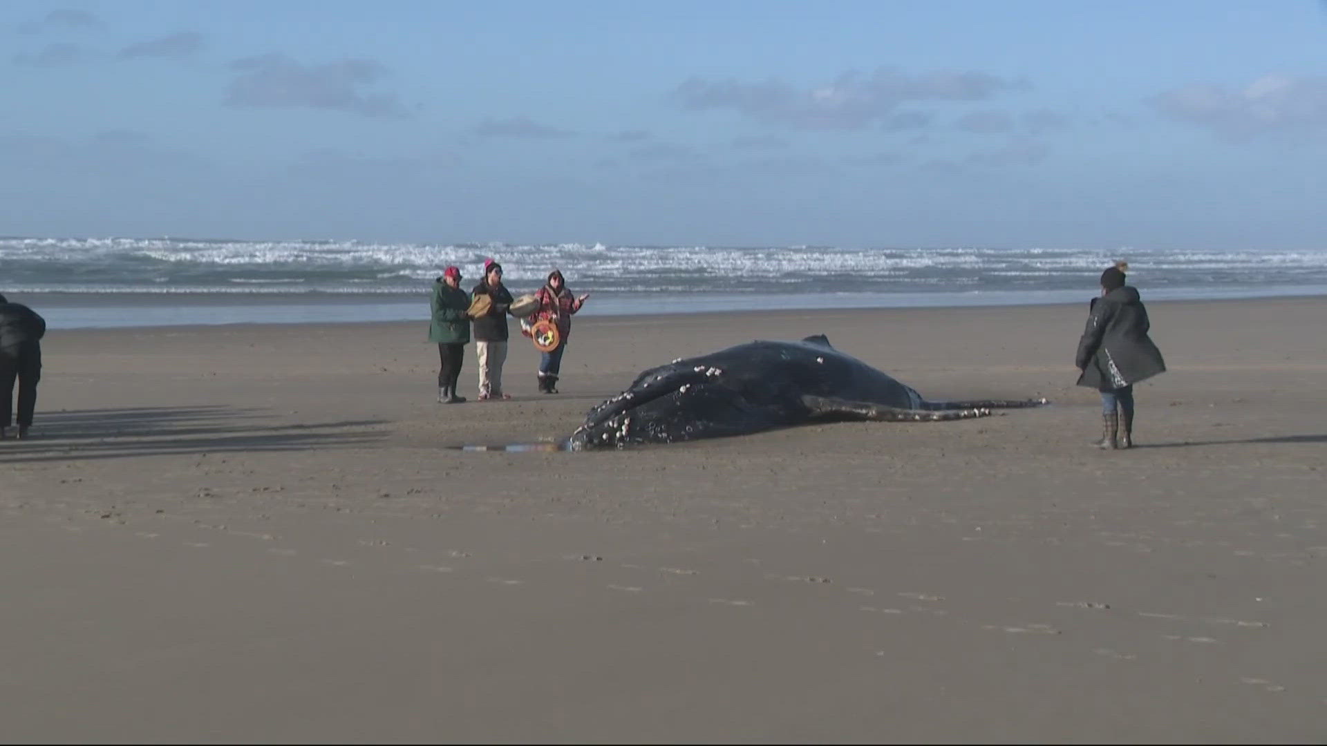 ‘Hope,’ a juvenile humpback whale, was found entangled in crab lines near Yachats, Oregon, and died despite volunteer and expert rescue attempts.