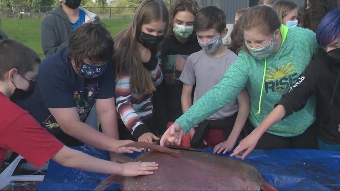 Warrenton students dissect rare opah fish found on Oregon Coast - Vimarsana News