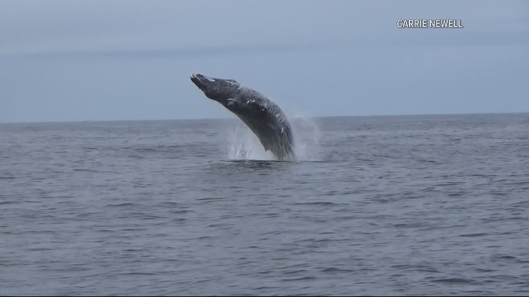 Researchers are looking into risk factors for whales who get caught up in fishing gear