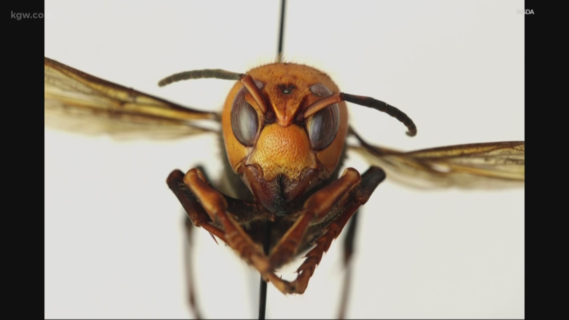 Worried about the giant hornet from Asia? Why one expert says, don’t be.