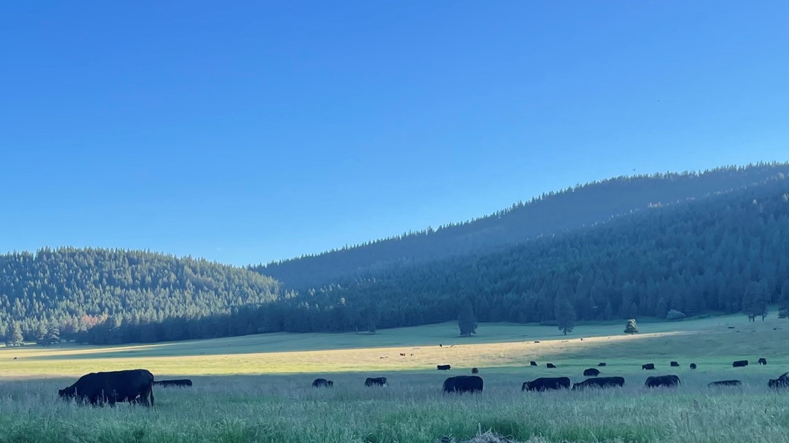 Eastern Oregon rancher's dog killed by state-protected wolves - Vimarsana News