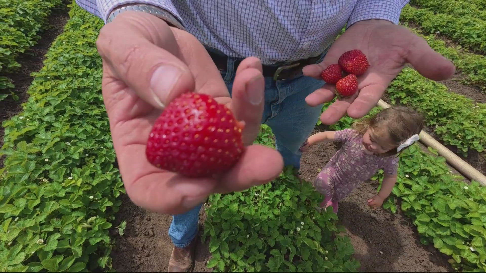 Mild spring gives Oregon strawberry season an early boost | ktvb.com