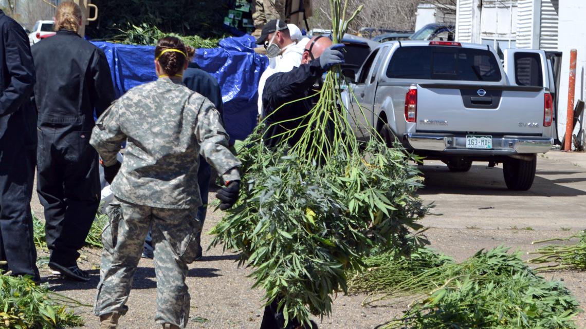 Illegal marijuana farms overwhelming one Oregon county - Vimarsana News