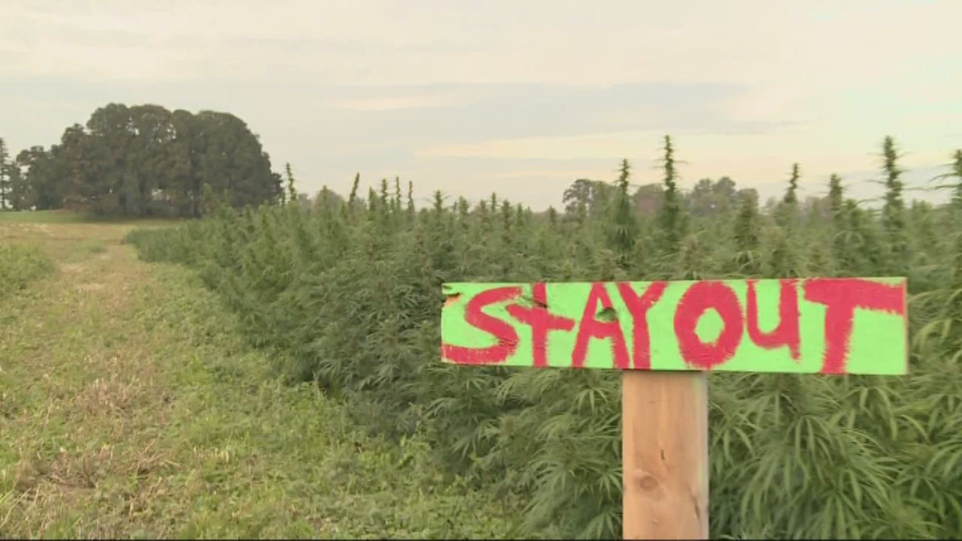 Pumpkins and corn aren’t the only things growing on Sauvie Island. Oregon farmers are growing more hemp there as well.