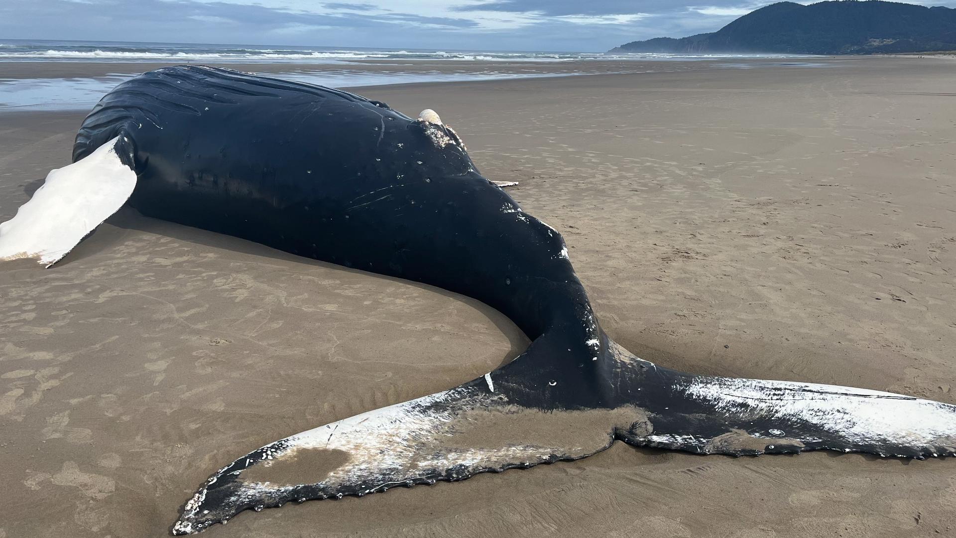 Dead humpback whale washes ashore on Oregon Coast | ktvb.com