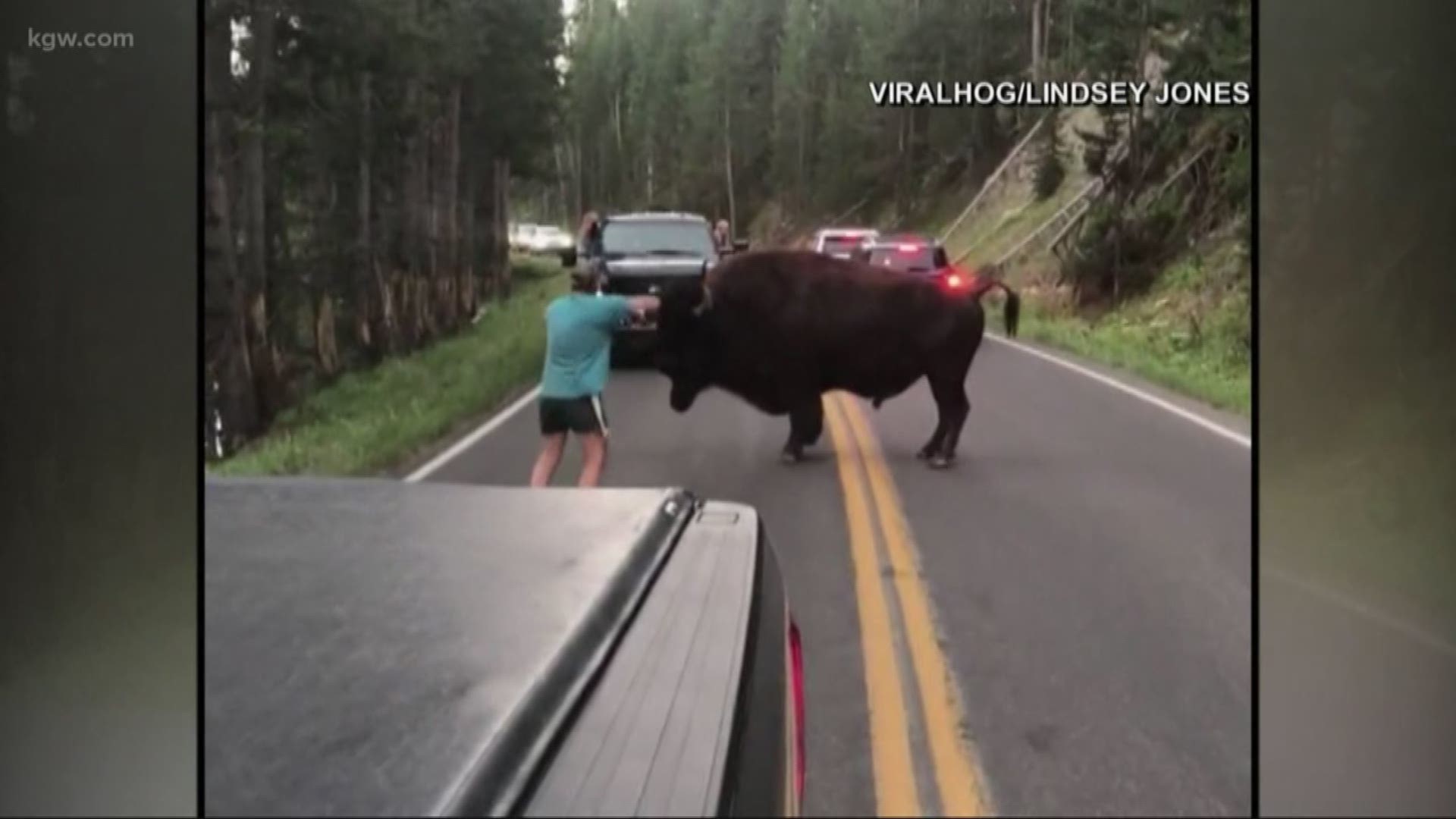 Man taunts Yellowstone bison