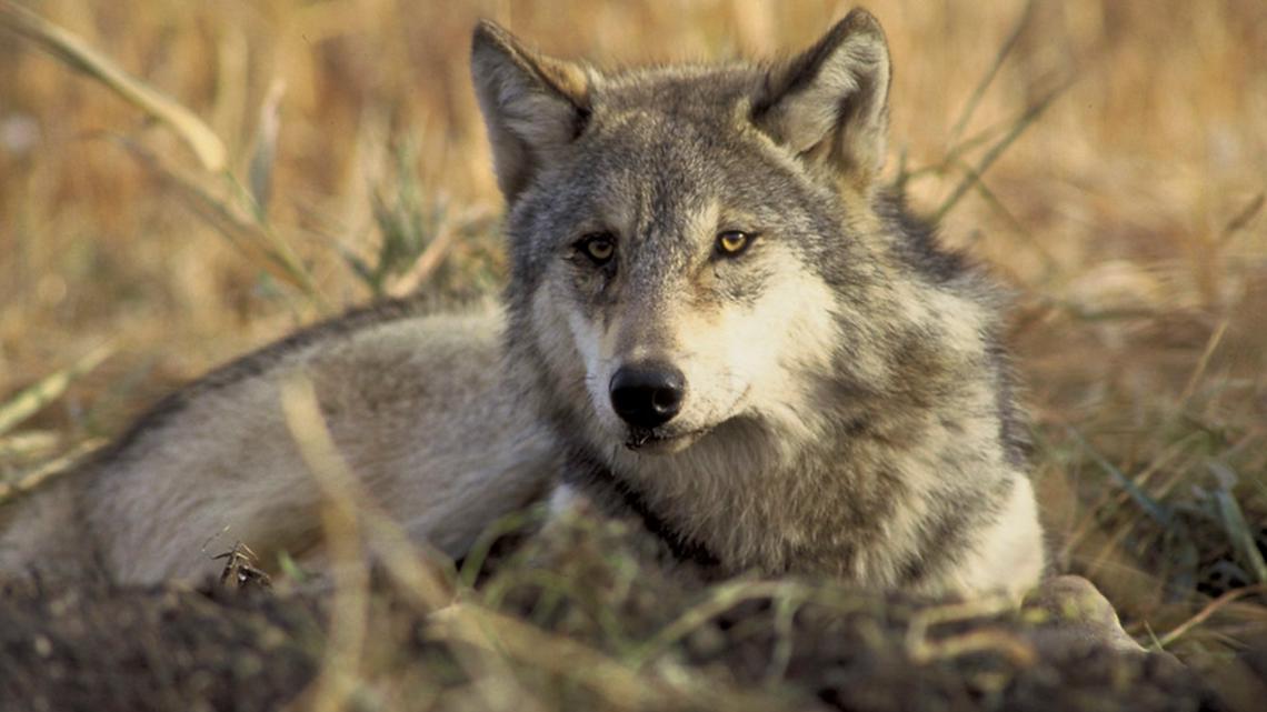 Endangered gray wolf killed in Oregon; $10,000 reward offered for information