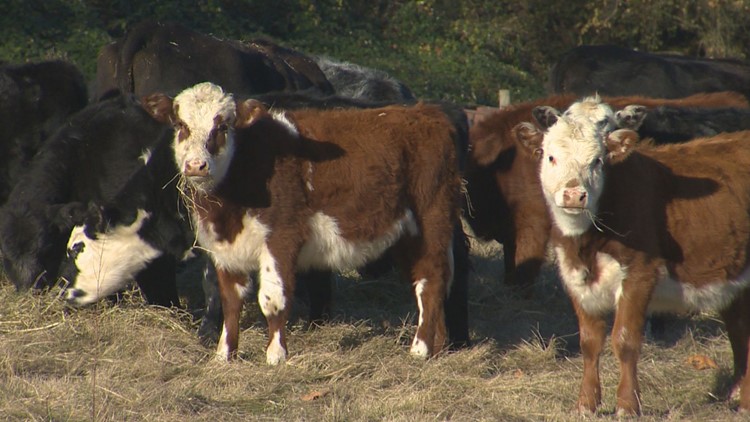 Oregon ranching co-op launches nation’s largest ‘climate-friendly’ beef program