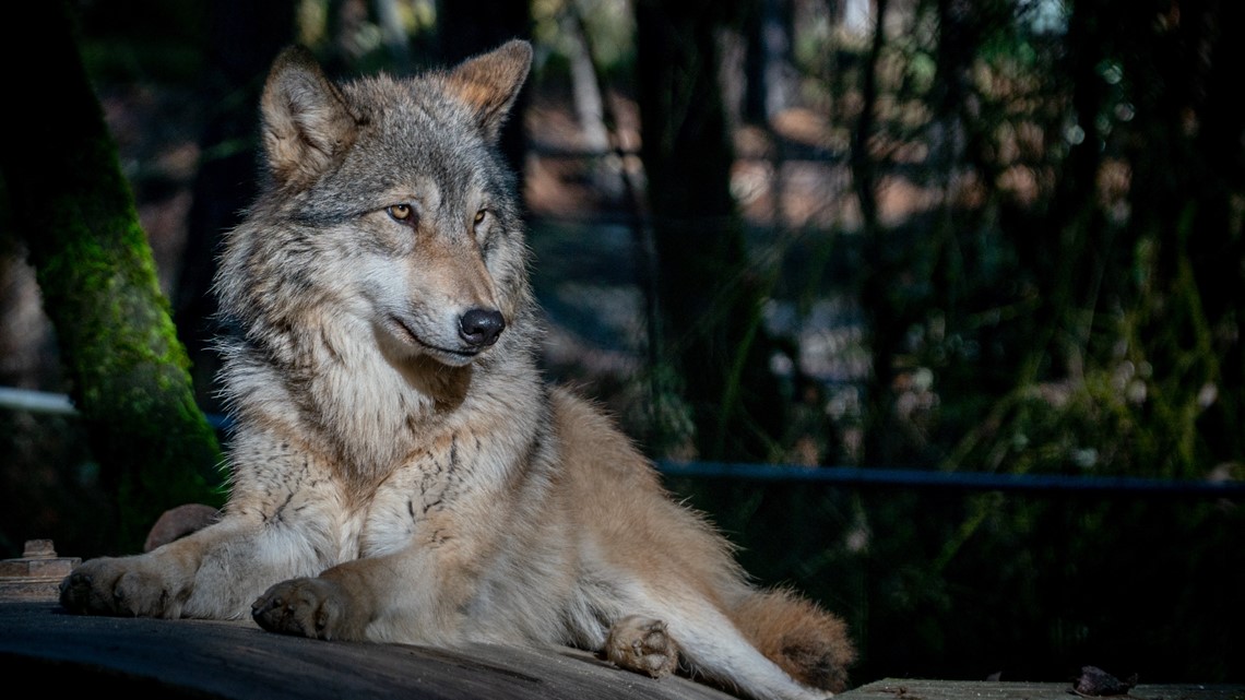 Oregon officials ask public to help find killers of 8 wolves - Vimarsana News