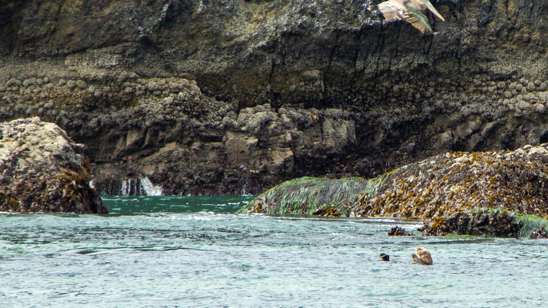 Sea otters spotted at Oregon's Cannon Beach | ktvb.com