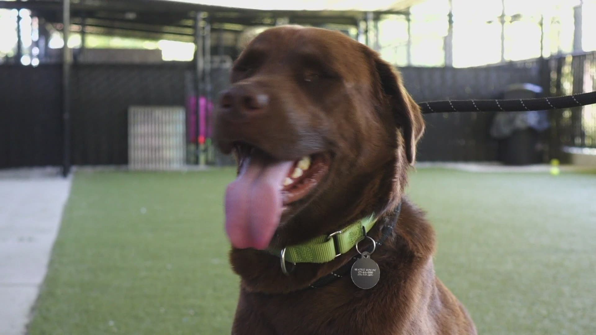 Experts with Seattle Humane give tips on how to keep dogs and cats safe during the upcoming heat wave.